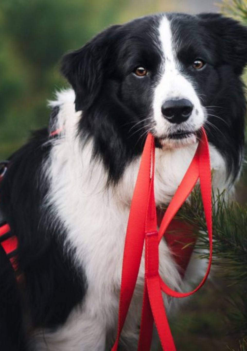 Smycz przepinana ROSSO 200cm 20mm