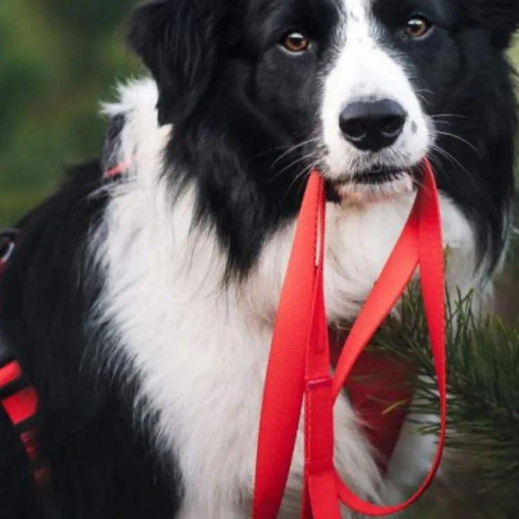 Smycz przepinana ROSSO 200cm 20mm