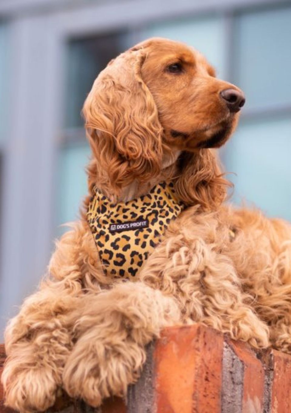 Szelki bezuciskowe PRO-FIT™ WILD XS | 20mm