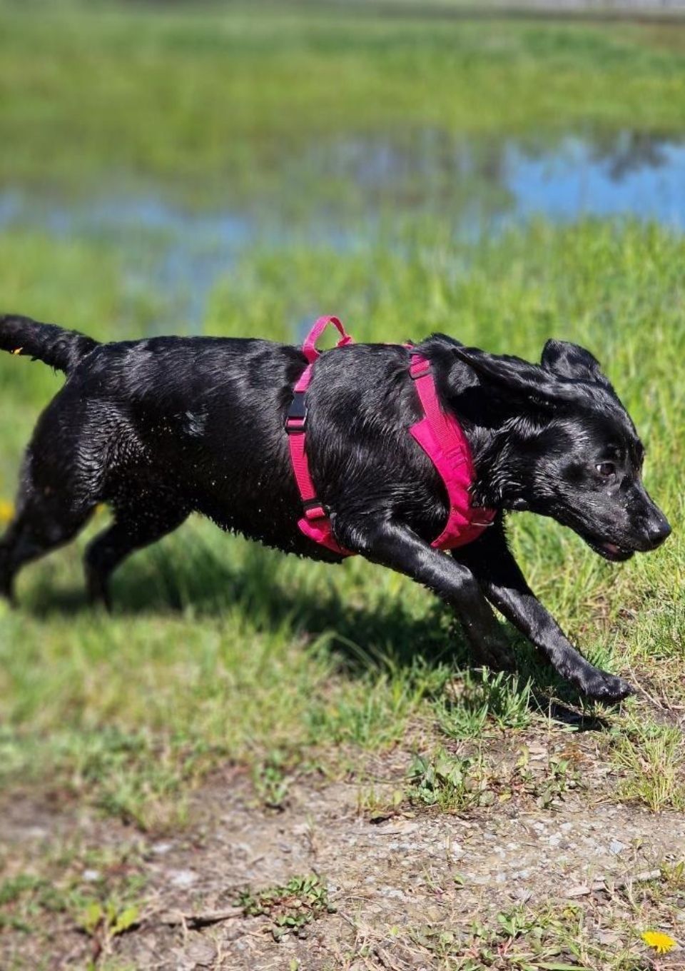 Szelki bezuciskowe PRO-ACTIVE™ RÓŻOWY XS | 20mm