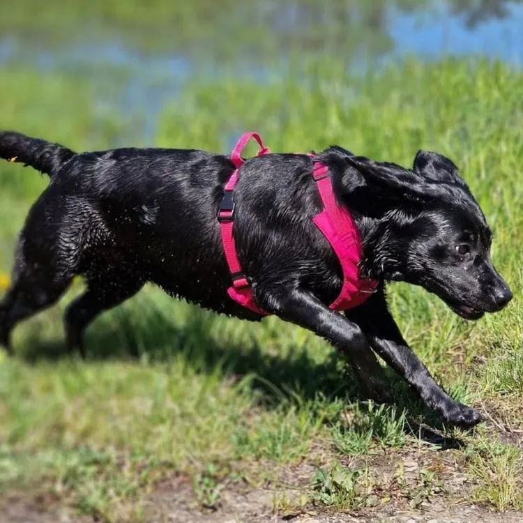 Szelki bezuciskowe PRO-ACTIVE™ RÓŻOWY XS | 20mm