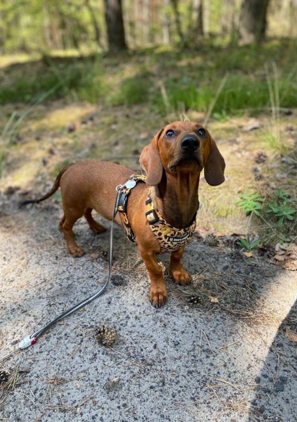 Szelki bezuciskowe PRO-FIT™ WILD XS | 20mm