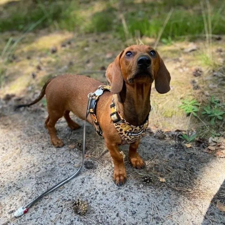 Szelki bezuciskowe PRO-FIT™ WILD XS | 20mm