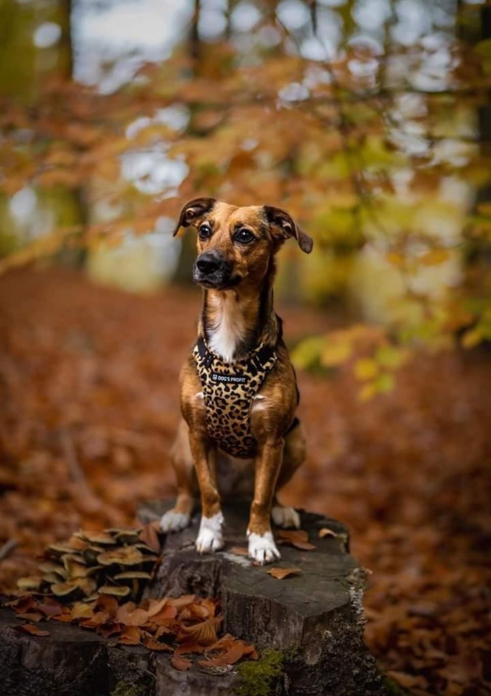 Szelki bezuciskowe PRO-FIT™ WILD XS | 20mm