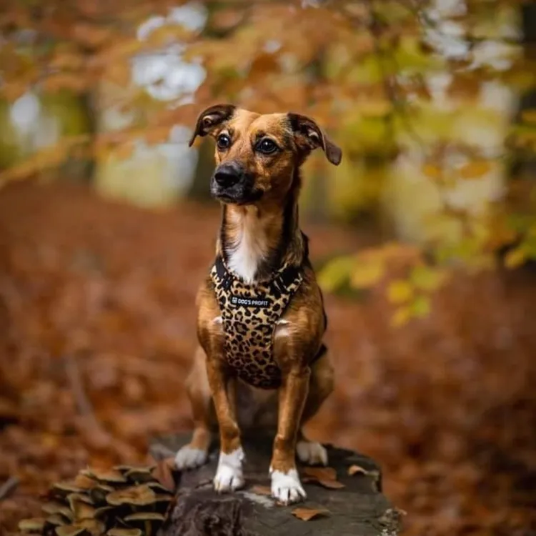 Szelki bezuciskowe PRO-FIT™ WILD XS | 20mm