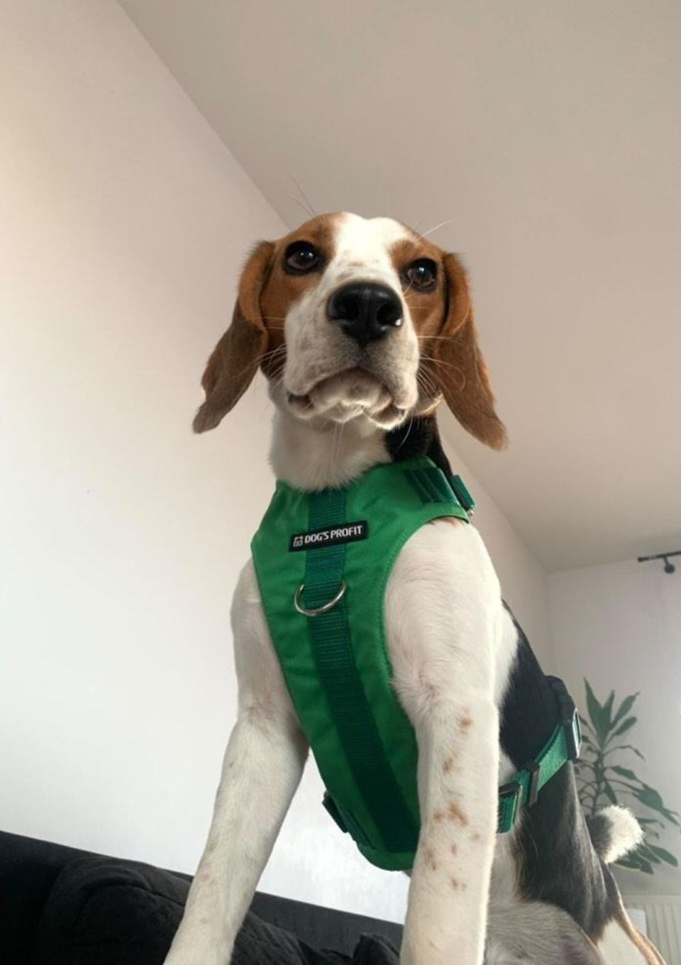 Szelki bezuciskowe PRO-ACTIVE™ ZIELONY XS | 20mm