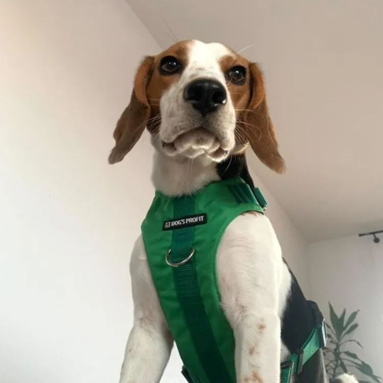 Szelki bezuciskowe PRO-ACTIVE™ ZIELONY XS | 20mm