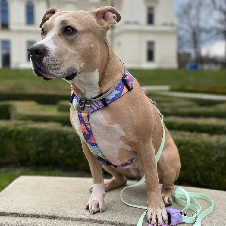 Smycz przepinana ADVENTURE HEXA LIGHT GREEN 200cm 16mm