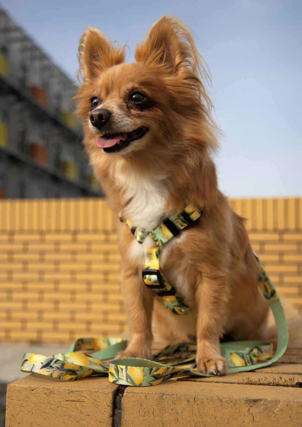 Szelki typu guard SIGNORA LIMONE S|20mm