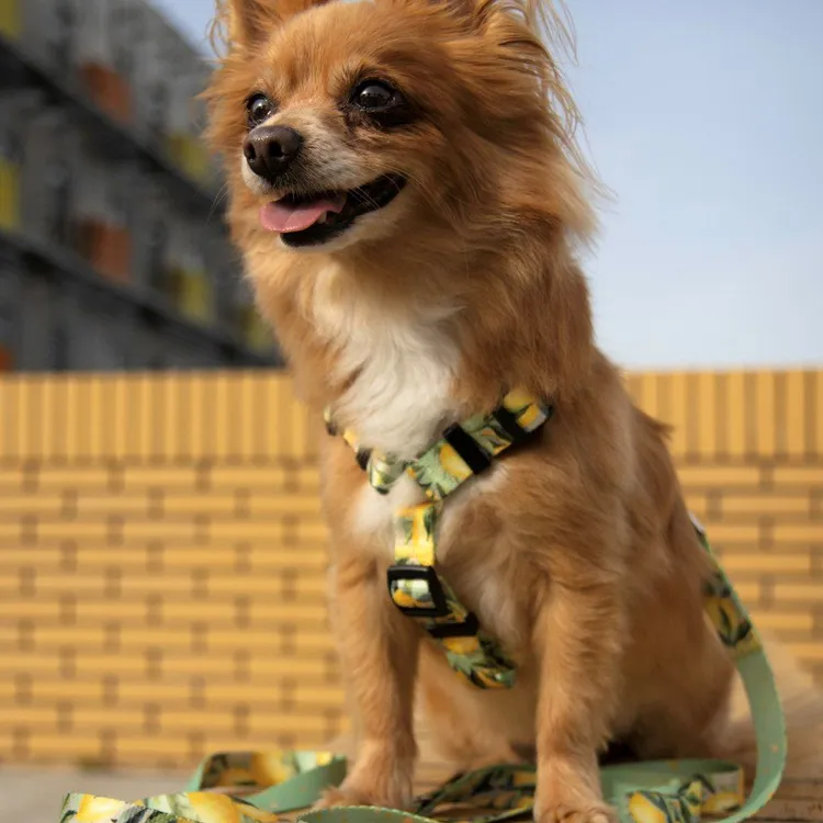 Szelki typu guard SIGNORA LIMONE S|20mm