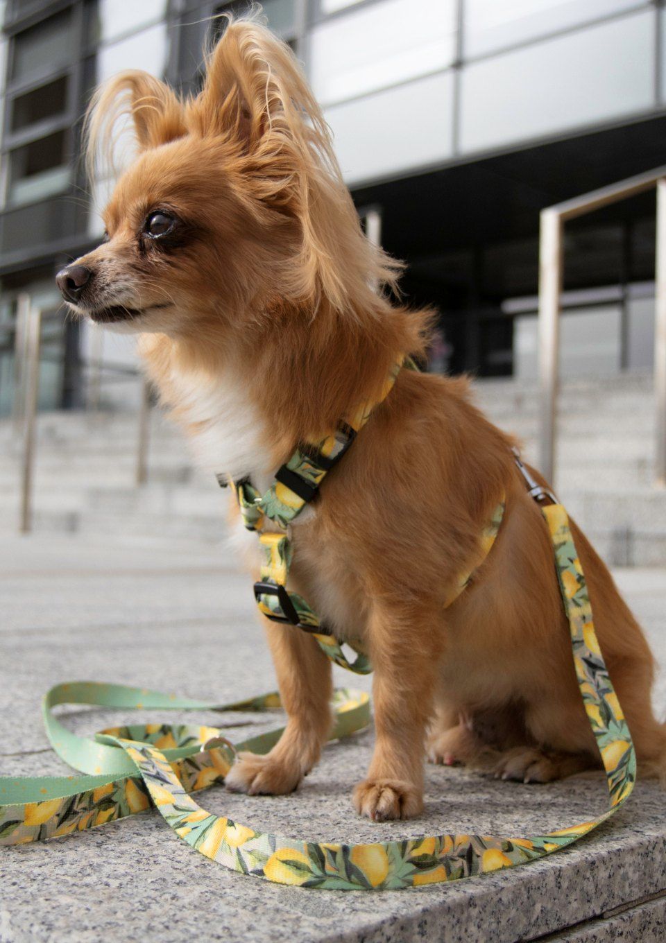 Szelki typu guard SIGNORA LIMONE S|20mm