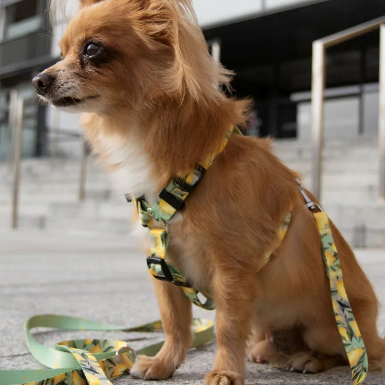 Szelki typu guard SIGNORA LIMONE S|20mm