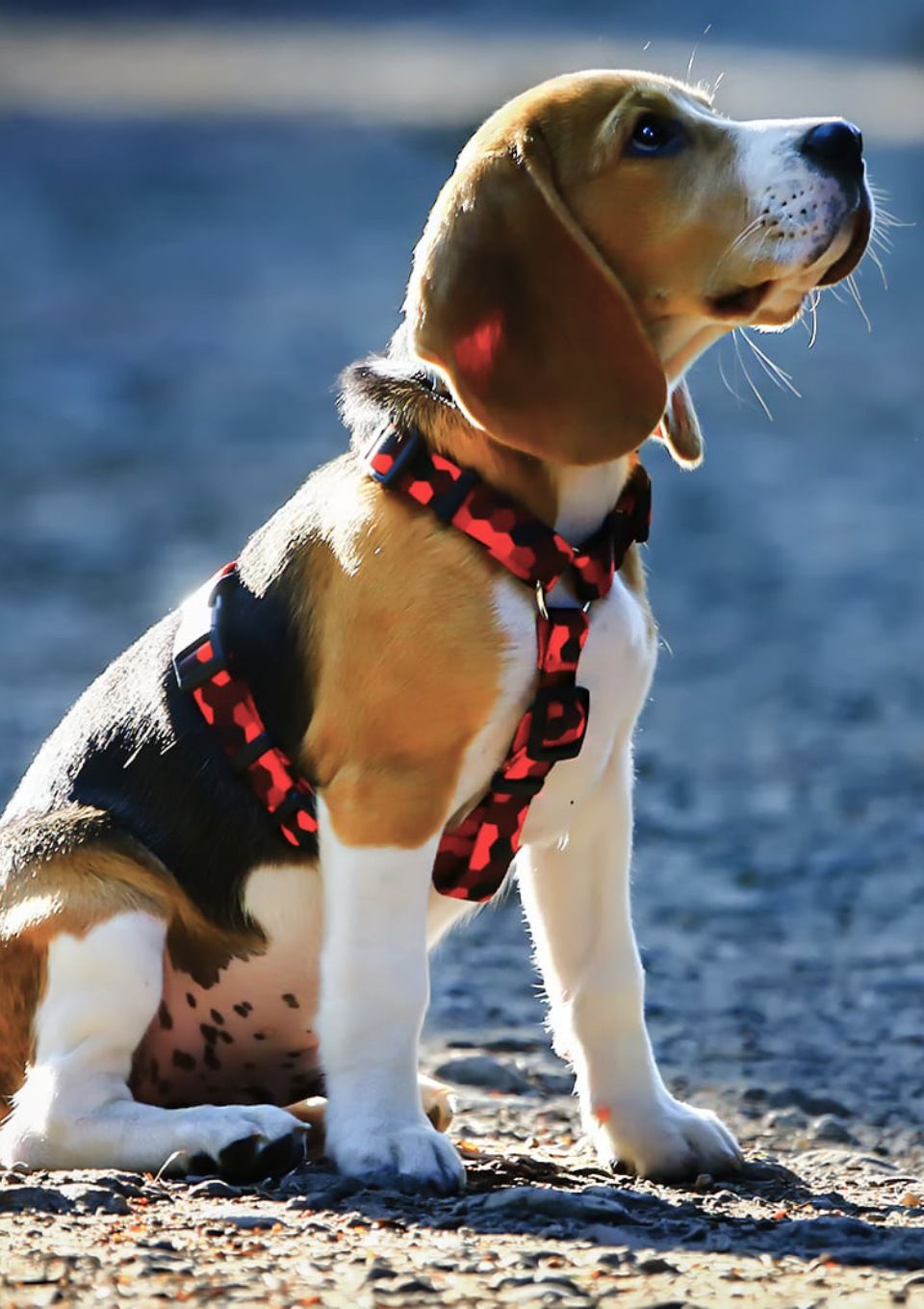 Szelki typu guard DOG&ROLL S | 20mm