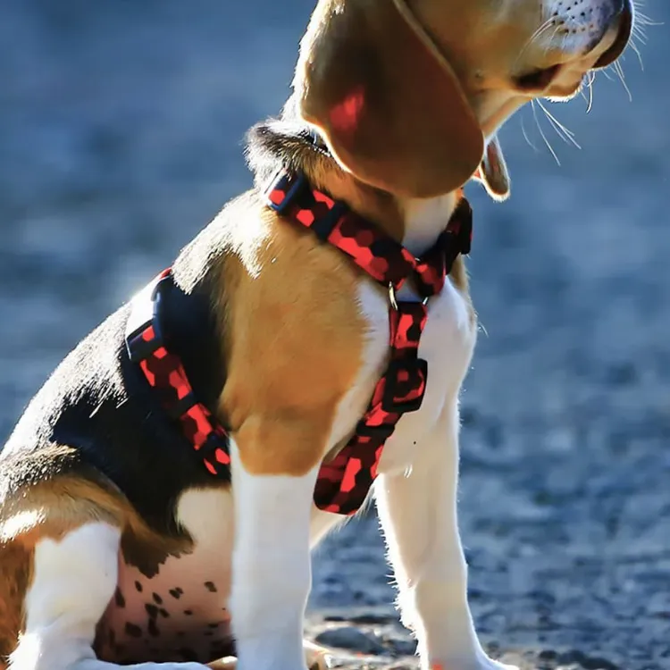 Szelki typu guard DOG&ROLL S | 20mm