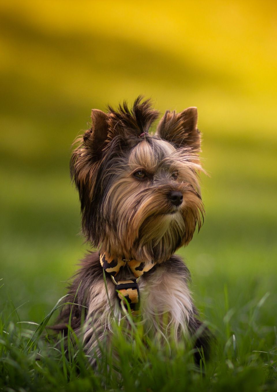 Szelki typu guard WILD S | 20mm