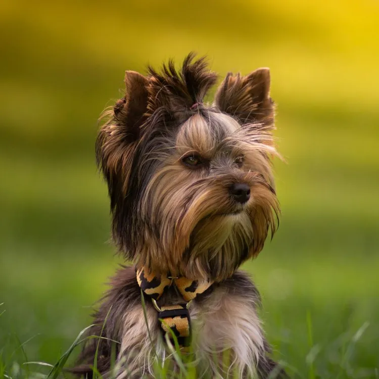 Szelki typu guard WILD S | 20mm