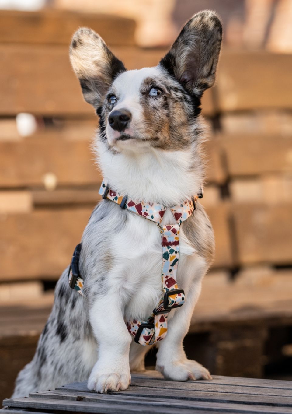 Szelki typu guard CANTUCCINO S | 20mm