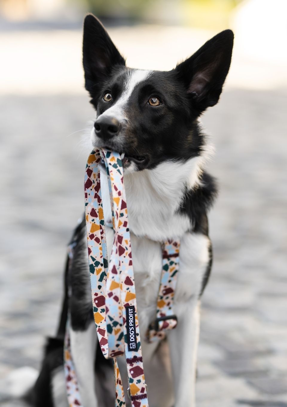 Szelki typu guard CANTUCCINO S | 20mm