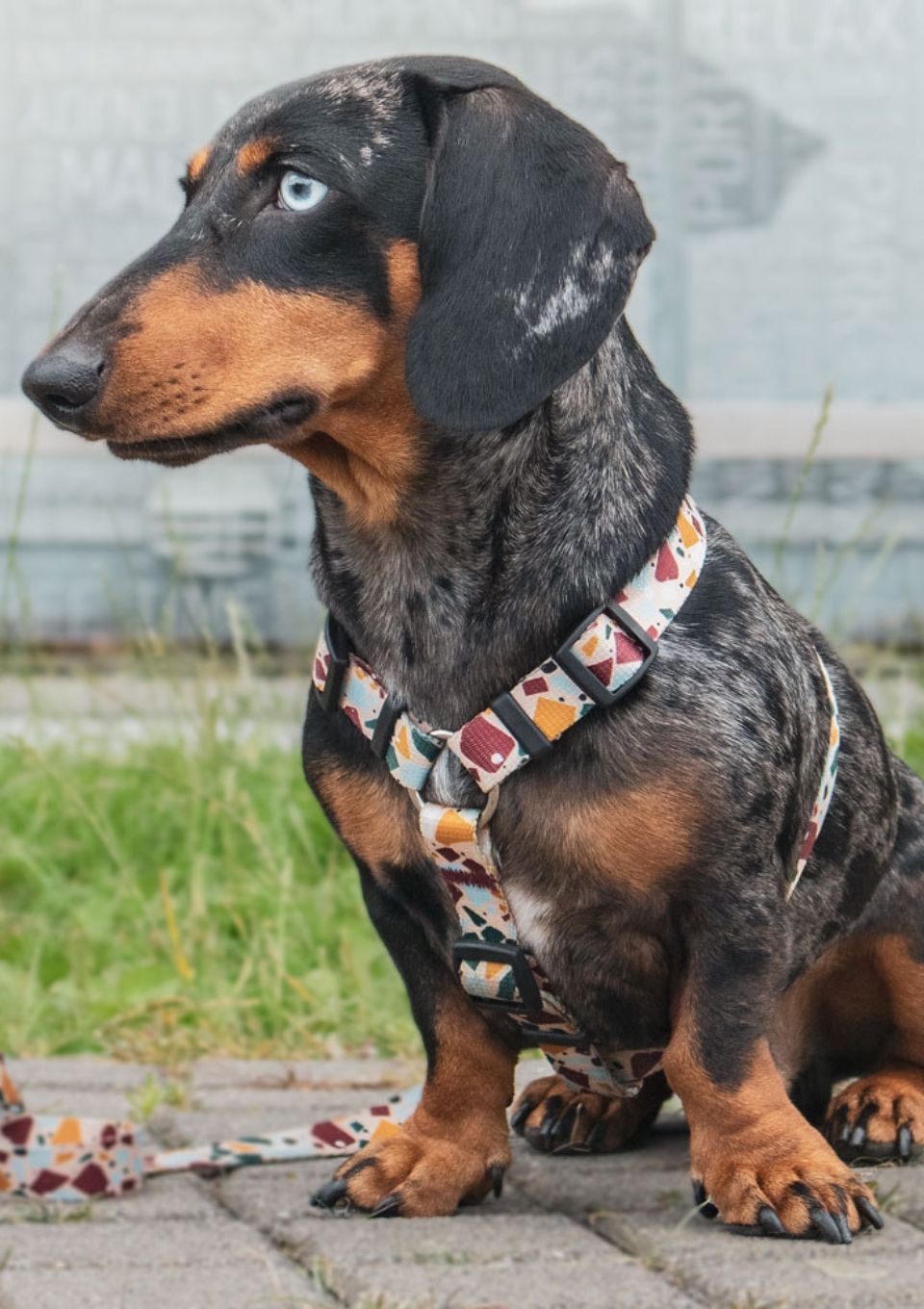 Szelki typu guard CANTUCCINO S | 20mm