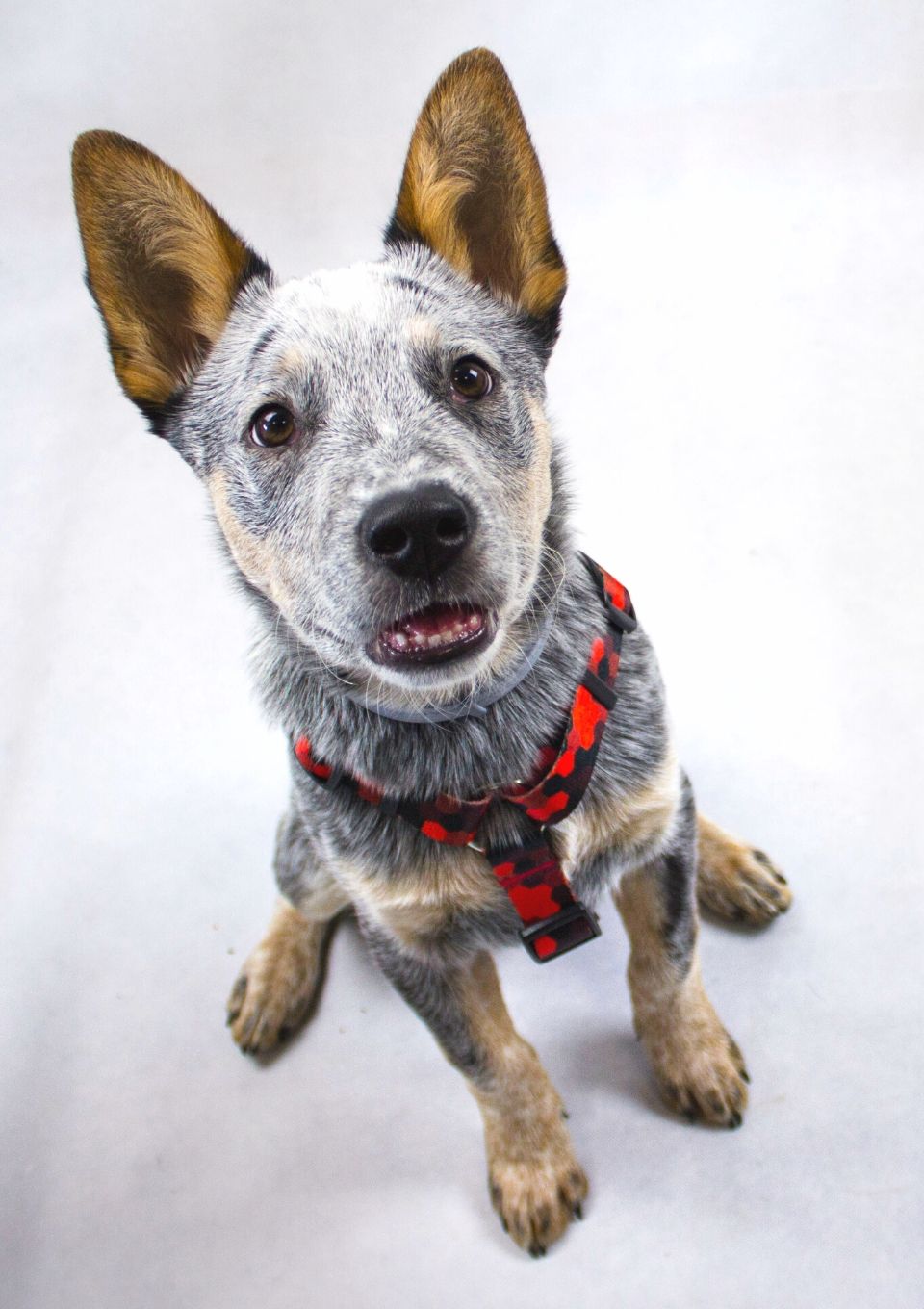 Szelki typu guard DOG&ROLL S | 20mm