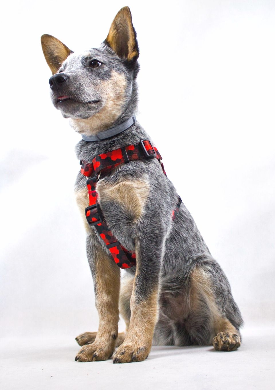 Szelki typu guard DOG&ROLL S | 20mm