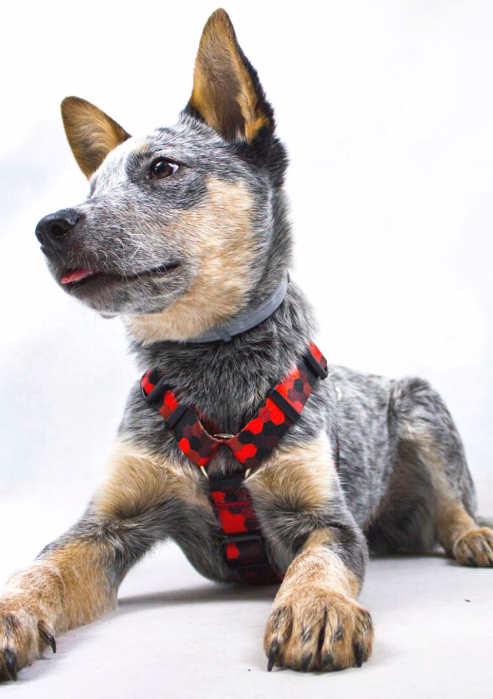 Szelki typu guard DOG&ROLL S | 20mm