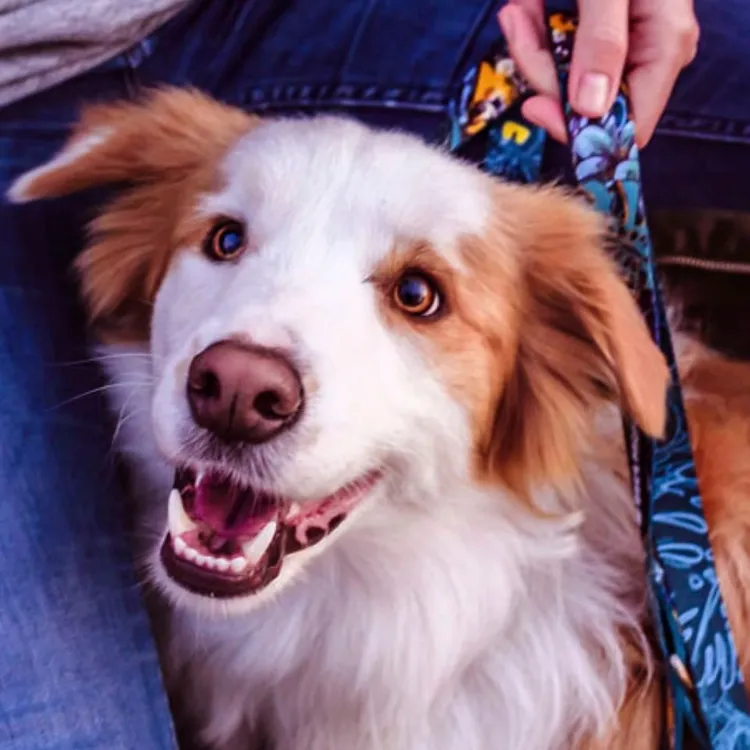 Smycz miejska EXOTIC 150cm 20mm