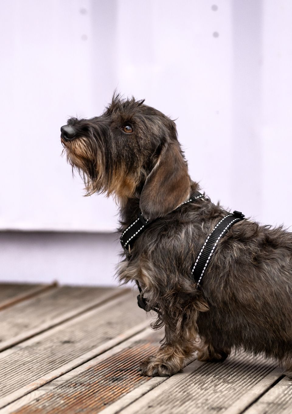 Szelki typu guard ODBLASKOWE S | 20mm