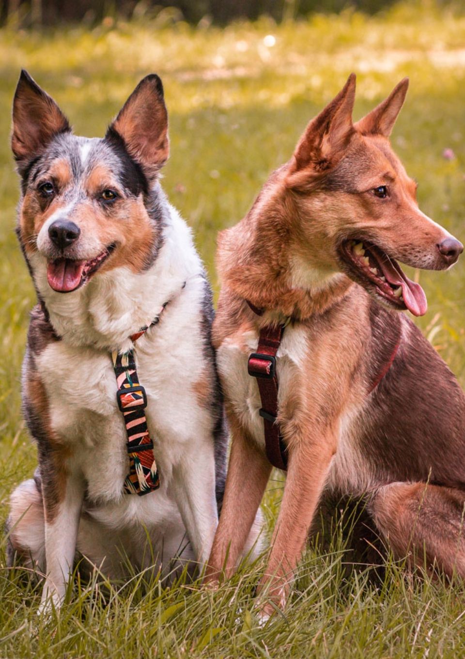 Szelki typu guard PALMS S | 20mm