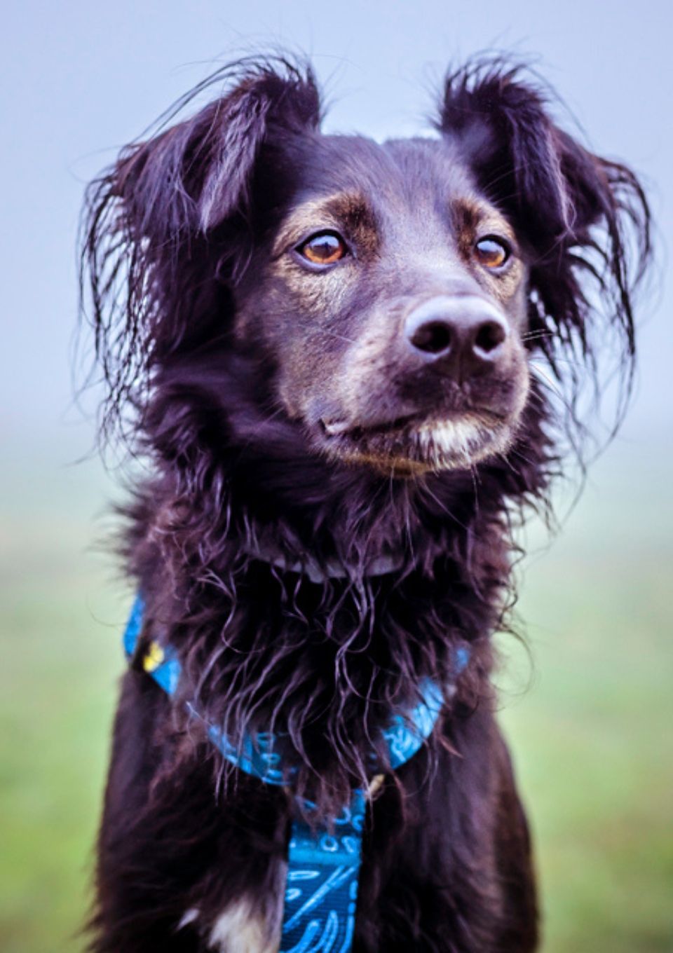 Szelki typu guard TROPICAL S | 20mm