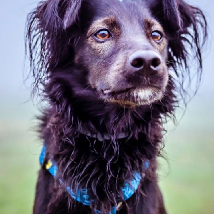 Szelki typu guard TROPICAL S | 20mm