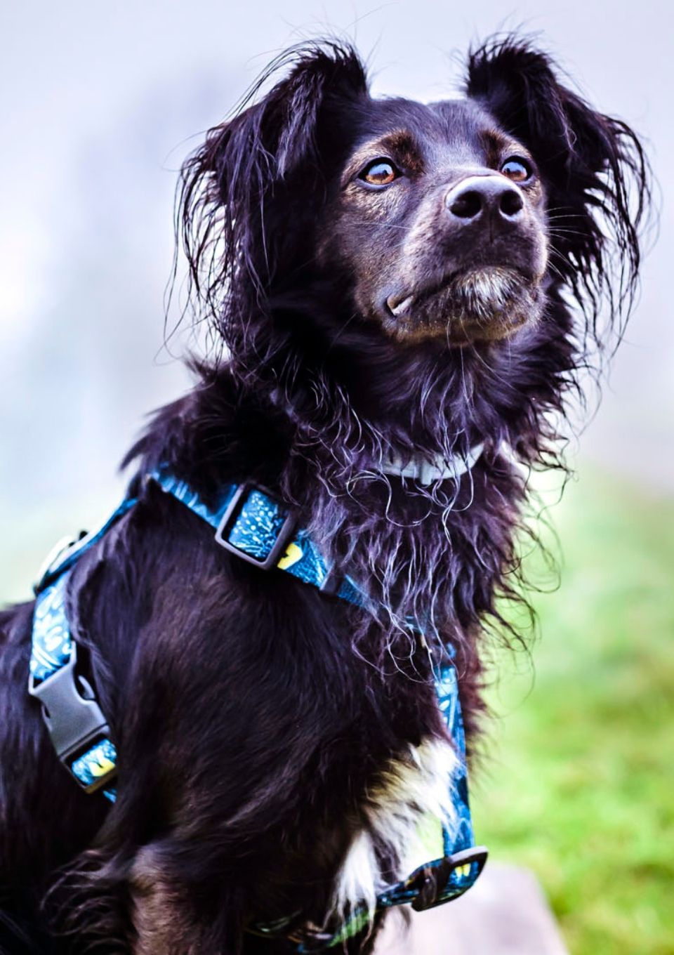 Szelki typu guard TROPICAL S | 20mm