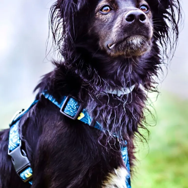 Szelki typu guard TROPICAL S | 20mm