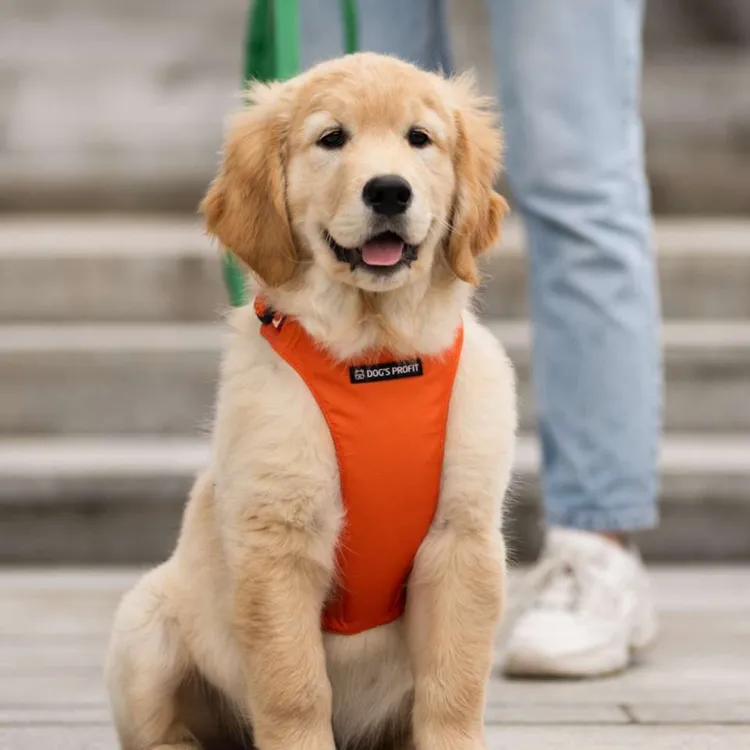 Szelki bezuciskowe PRO-FIT™ AMARILLO S | 20mm