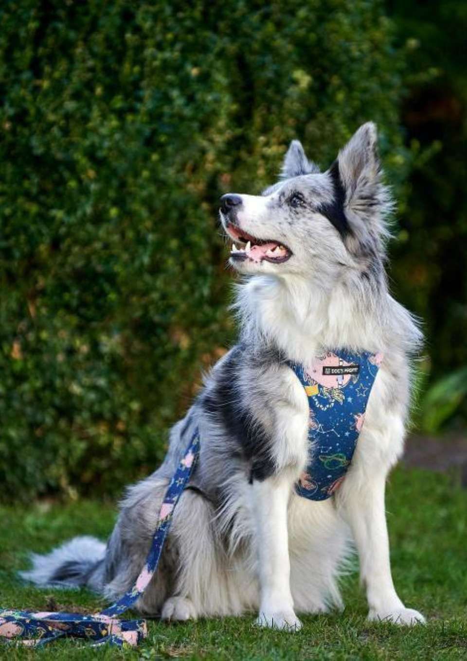 Szelki bezuciskowe PRO-FIT™ ASTRO PIG XS | 20mm