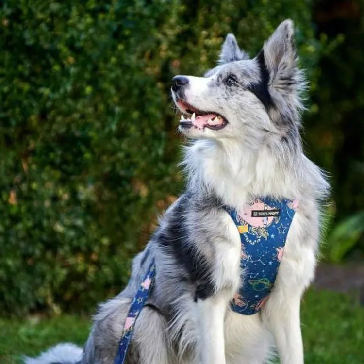 Smycz miejska ASTRO PIG 150cm 20mm