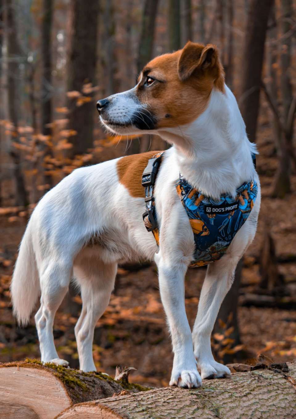 Szelki bezuciskowe PRO-FIT™ EXOTIC XS | 20mm