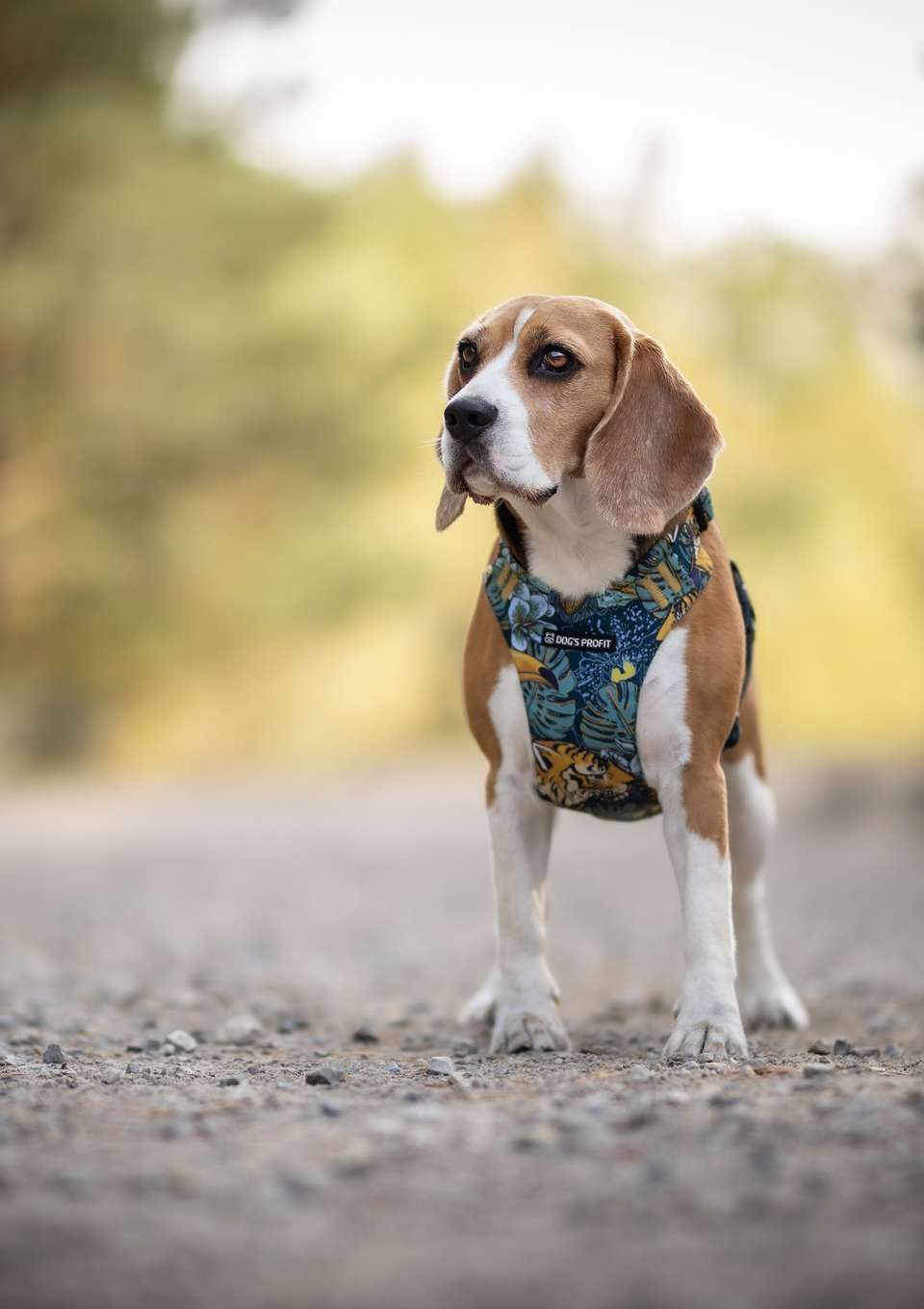 Szelki bezuciskowe PRO-FIT™ EXOTIC XS | 20mm