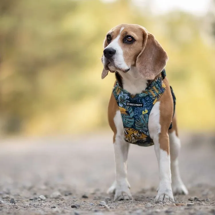 Szelki bezuciskowe PRO-FIT™ EXOTIC XS | 20mm