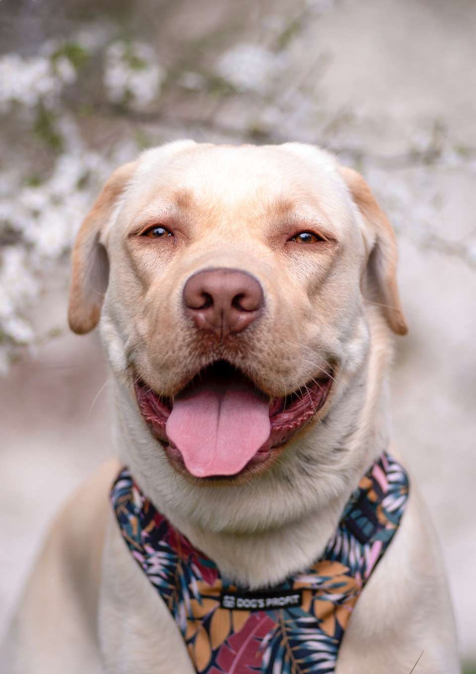 Szelki bezuciskowe PRO-FIT™ PALMS XS | 20mm