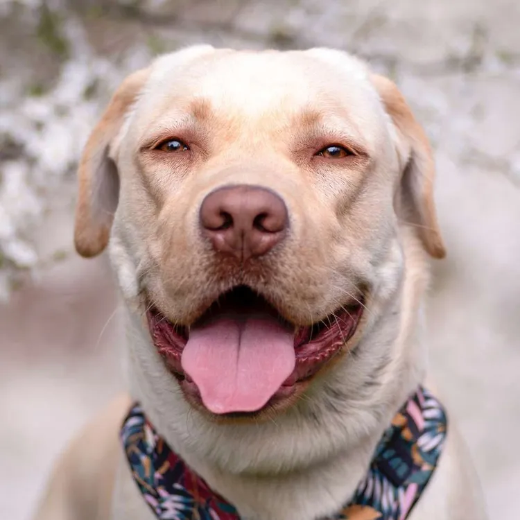 Szelki bezuciskowe PRO-FIT™ PALMS XS | 20mm