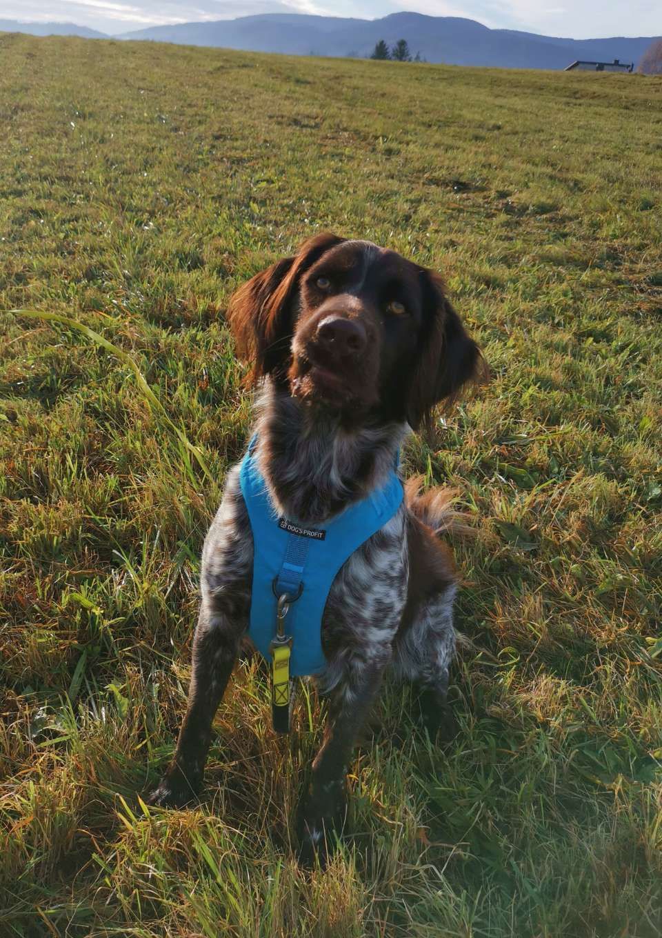 Szelki bezuciskowe PRO-ACTIVE™ TURKUSOWY XS | 20mm