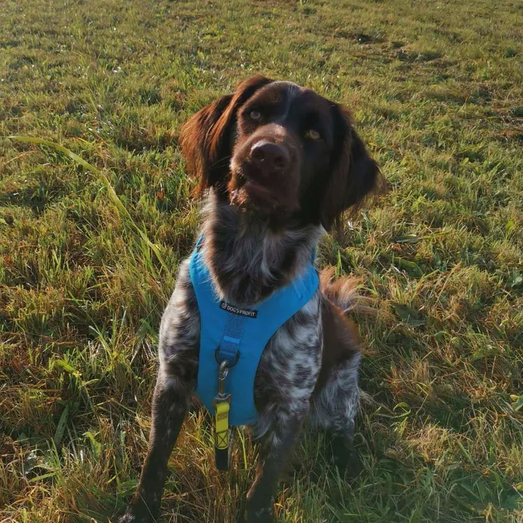 Szelki bezuciskowe PRO-ACTIVE™ TURKUSOWY XS | 20mm