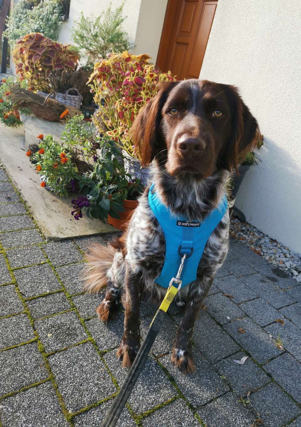 Szelki bezuciskowe PRO-ACTIVE™ TURKUSOWY XS | 20mm