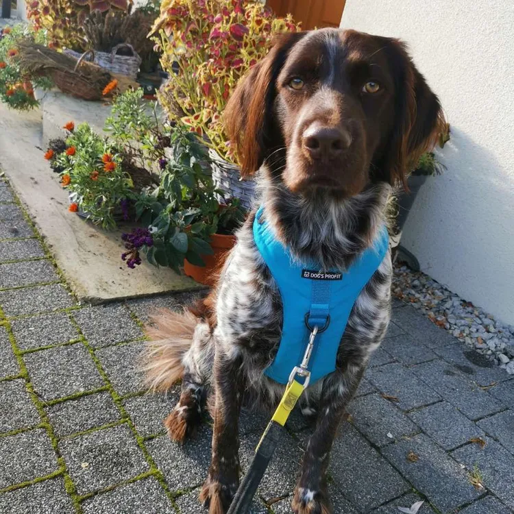 Szelki bezuciskowe PRO-ACTIVE™ TURKUSOWY XS | 20mm