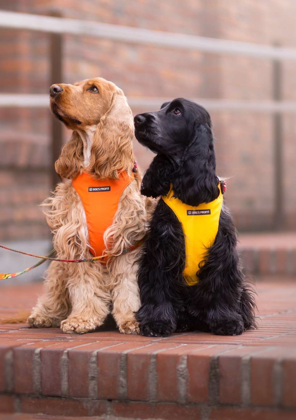 Szelki bezuciskowe PRO-FIT™ AMARILLO S | 20mm