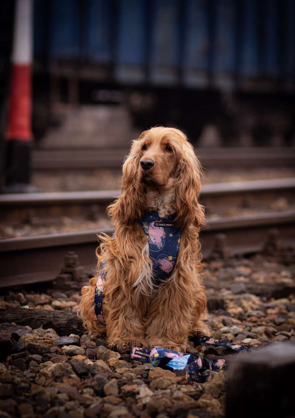 Szelki bezuciskowe PRO-FIT™ ASTRO PIG XS | 20mm