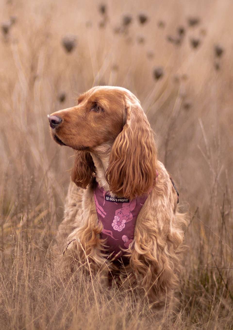 Owoce w psiej diecie.