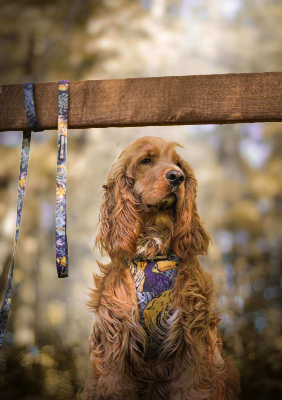 Szelki bezuciskowe PRO-FIT™ EXOTIC XS | 20mm