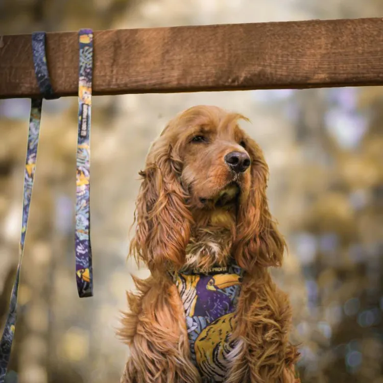 Szelki bezuciskowe PRO-FIT™ EXOTIC XS | 20mm